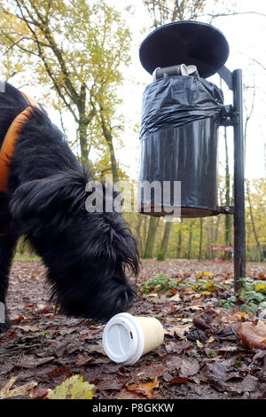 Berlin, Germany, Giant Schnauzer sniffs an empty coffee mug in the woods Stock Photo