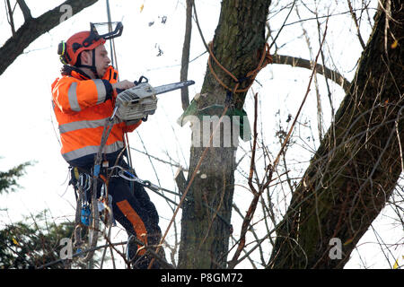 Berlin, Germany, employee of the Horticultural Office is sowing a rotten branch from a tree Stock Photo