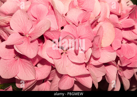Bigleaf Hydrangea (Hydrangea macrophylla) Stock Photo