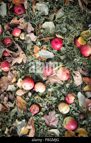Bright red apples on ground with wilted autumn leaves in yellow color and pale grass under Stock Photo
