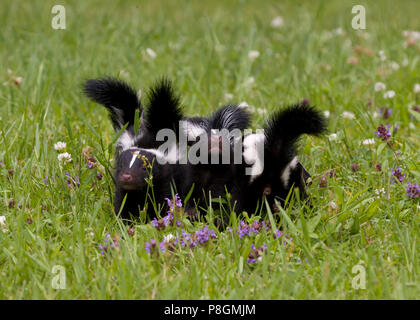 Skunk Babies Stock Photo