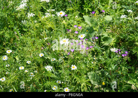 Ox-Eye Daisies, Cow Parsley and Meadow Cranesbills Wild Flowers Growing in the French Alps at Les Gets Haut-Savoie Portes du Soleil France Stock Photo