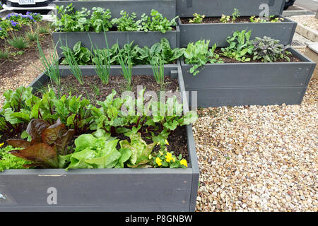 Mixed vegetables  growing on a vegetable patch