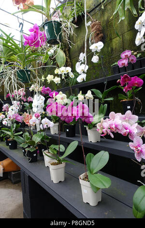 Mixed varieties of Phalaenopsis orchids or known as Moth Orchids Stock Photo