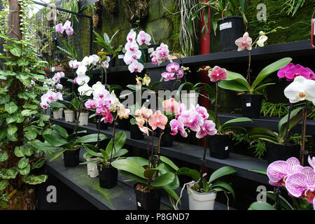 Mixed varieties of Phalaenopsis orchids or known as Moth Orchids Stock Photo