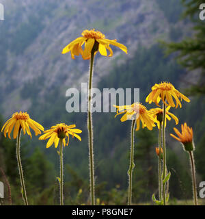 Alpine wild flower Arnica Montana, medicinal plant. Low perspective and backlit shot. Aosta valley, Italy Stock Photo
