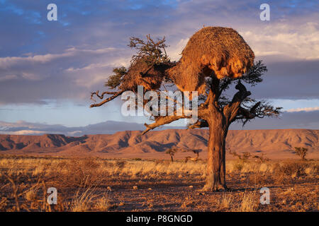 A tree in the namibian savannah Stock Photo