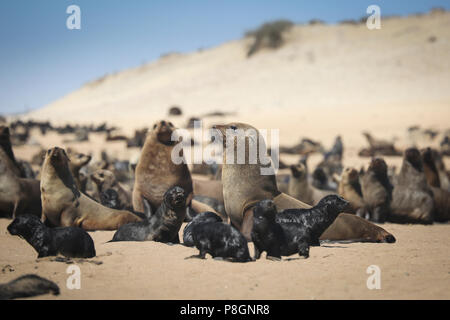 Seal colony sitting on the beach on a sunny day in South Africa. Stock Photo