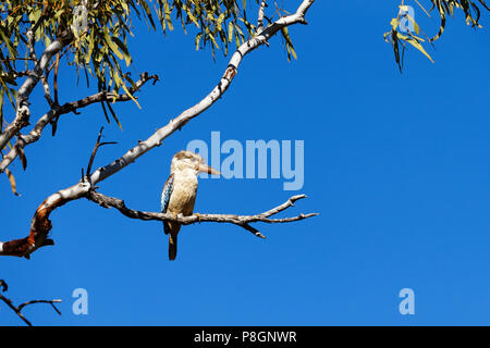 Blue-winged Kookaburra (Dacelo leachii), adult, perched on a tree branch Stock Photo
