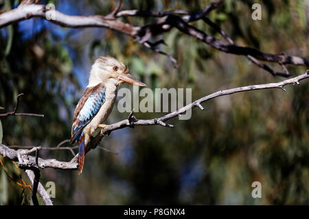 Blue-winged Kookaburra (Dacelo leachii), adult, perched on a tree branch Stock Photo