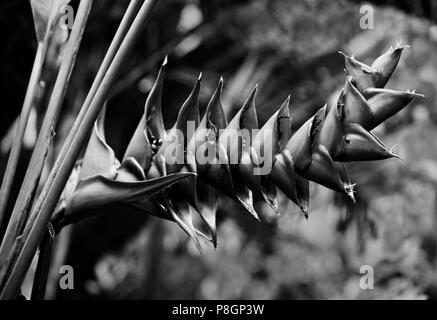 Exotic tropical plants bloom at the BOTANICAL GARDEN UBUD - BALI, INDONESIA Stock Photo