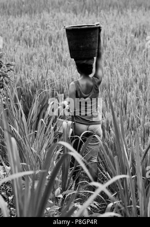 A BALINESE woman walks through RICE FIELDS  in the agrticultural lands along SIDEMAN ROAD - BALI, INDONESIA Stock Photo