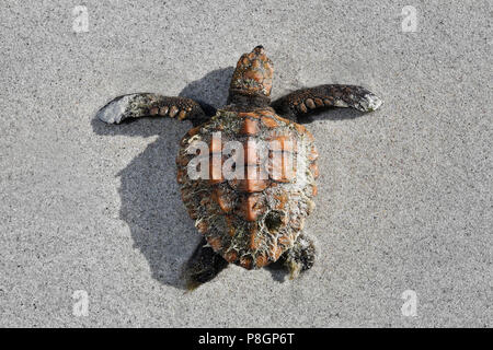 Baby sea turtle on sand. Stock Photo