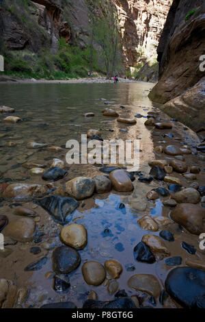 UT00426-00...UTAH - The North Fork Virgin River below The Narrows in the Zion Canyon area of Zion National Park. Stock Photo