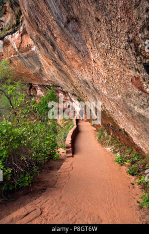 UT00433-00...UTAH - Trail under an overhang joining the Lower, Middle and Upper Emerald Pools in Zion Canyon area of Zion National Park.