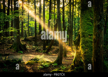 The suicide forest near mount Fuji, japan Stock Photo