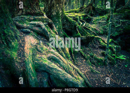 The suicide forest near mount Fuji, japan Stock Photo