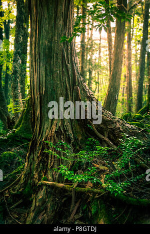 The suicide forest near mount Fuji, japan Stock Photo