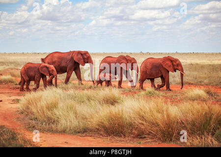 Family of African bush elephants (Loxodonta africana), covered with red dust walking together on savanna.  Tsavo east national park, Kenya Stock Photo