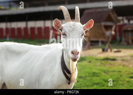 beard,farm,spring,horns,goat,mammal,animal,white,funny,cute,portrait,domestic,summer,rural,nature,livestock,outdoor,background,happy,agriculture,face, Stock Photo
