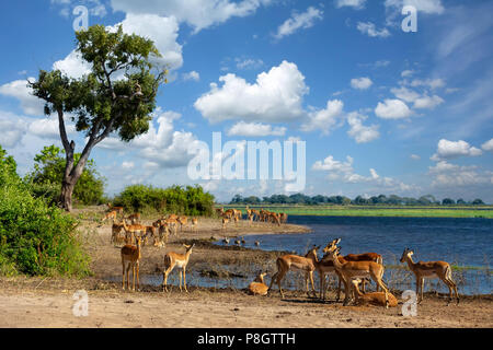 drinking herd of impala in Chobe national park, Botswana safari wildlife Stock Photo