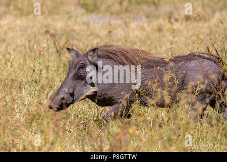 African pig Warthog in Chobe game reserve, Botswana safari wildlife Stock Photo