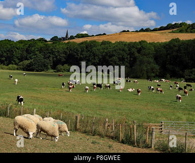 Sheep and cows grazing on farmland in the river Douglas valley in Lancashire below Parbold Hill, under a blue sky with fluffy white clouds. Stock Photo
