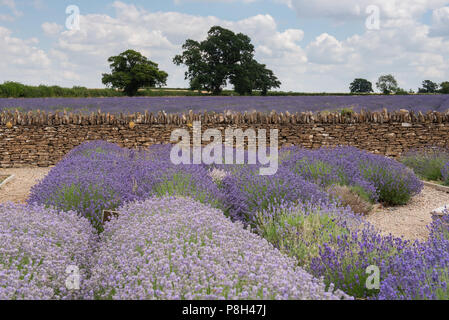 Radstock, Somerset, UK. 11th July 2018. UK Weather: Very warm with sunny spells in Somerset.  The beautiful Faulkland lavender fields near Radstock are in full bloom and ready for harvest. Credit: DWR/Alamy Live News Stock Photo