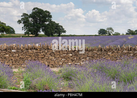 Radstock, Somerset, UK. 11th July 2018. UK Weather: Very warm with sunny spells in Somerset.  The beautiful Faulkland lavender fields near Radstock are in full bloom and ready for harvest. Credit: DWR/Alamy Live News Stock Photo