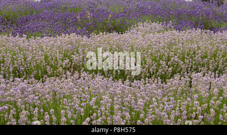 Radstock, Somerset, UK. 11th July 2018. UK Weather. Very warm with sunny spells in Somerset.  The beautiful Faulkland lavender fields near Radstock are in full bloom and ready for harvest. Credit: DWR/Alamy Live News. Stock Photo