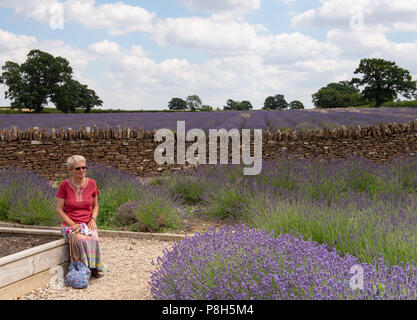 Radstock, Somerset, UK. 11th July 2018. UK Weather: Very warm with sunny spells in Somerset.  The beautiful Faulkland lavender fields near Radstock are in full bloom and ready for harvest. A woman enjoys a visit to the lavender fields. Stock Photo