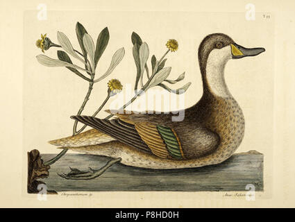 vintage illustration of a bird Stock Photo