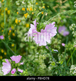 Beautiful Pink Lavatera Flowers Growing Wild in a Verge near Morzine Haute Savoie Portes du Soleil France Stock Photo