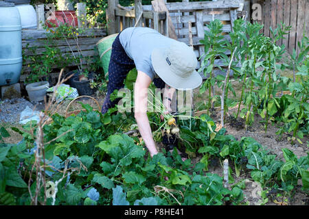 Older senior woman wearing a hat picking turnips during 2018 summer heatwave in July organic vegetable garden Carmarthenshire Wales UK  KATHY DEWITT Stock Photo