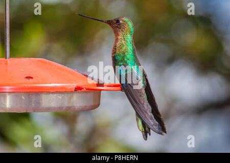 Great Sapphirewing hummingbird, Pterophanes cyanopterus, at Yanacocha Reserve in Ecuador Stock Photo
