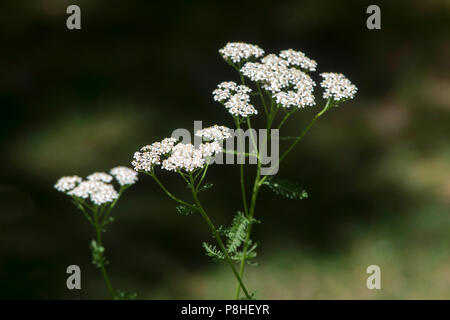 Queen Anne's Lace (Daucus carota) in a home garden on Cape Cod, Massachusetts Stock Photo