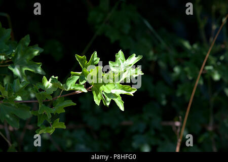 field maple (Acer campestre) Stock Photo