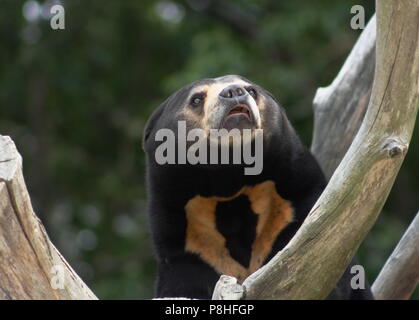 Close up portrait image of an Asian Sun Bear (Helarctos malayanus) Stock Photo