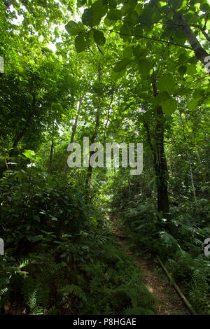 Khadimnagar National Park. Sylhet, Bangladesh. Stock Photo