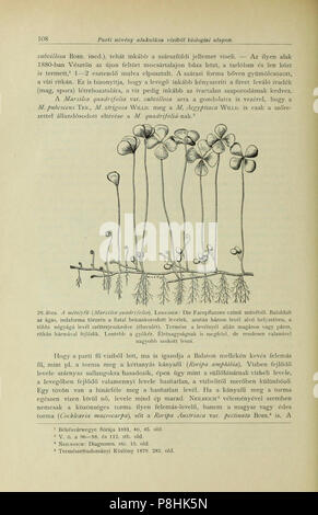 A Balaton tavának és partmellékének növényföldrajza és edényes növényzete (Page 108) BHL42989780. Stock Photo