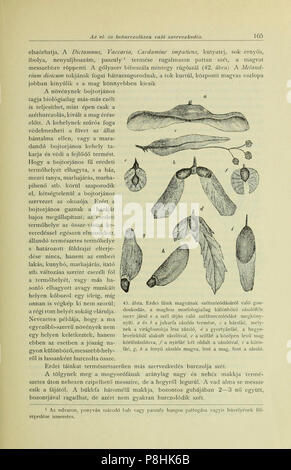 A Balaton tavának és partmellékének növényföldrajza és edényes növényzete (Page 165) BHL42989837. Stock Photo