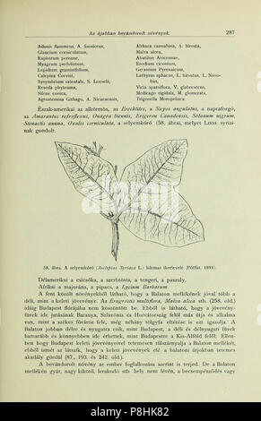 A Balaton tavának és partmellékének növényföldrajza és edényes növényzete (Page 287) BHL42989959. Stock Photo