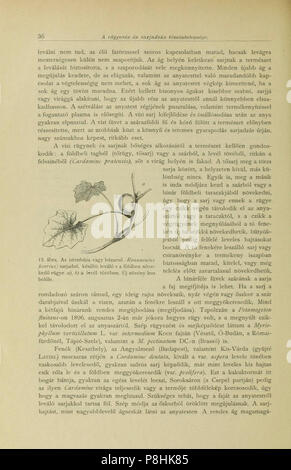 A Balaton tavának és partmellékének növényföldrajza és edényes növényzete (Page 36) BHL42989719. Stock Photo
