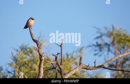 Black-faced Woodswallow (Artamus cinereus) perched on a dead branch, Sturt National Park, NSW, Australia Stock Photo
