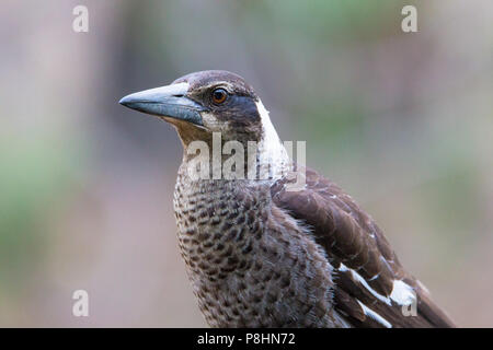 Juvenile Australian Magpie (Gymnorhina tibicen dorsalis), Dryandra, Western Australia Stock Photo