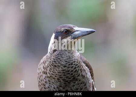 Juvenile Australian Magpie (Gymnorhina tibicen dorsalis), Dryandra, Western Australia Stock Photo