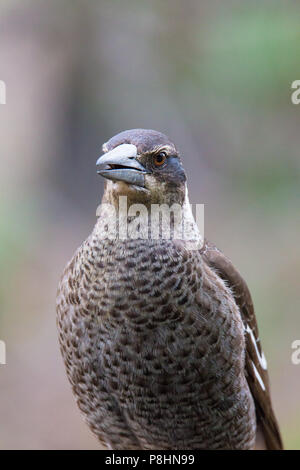 Juvenile Australian Magpie (Gymnorhina tibicen dorsalis), Dryandra, Western Australia Stock Photo