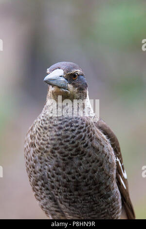 Juvenile Australian Magpie (Gymnorhina tibicen dorsalis), Dryandra, Western Australia Stock Photo