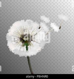 Stock vector illustration realistic dandelions isolated on a transparent background. Seed. EPS 10 Stock Vector