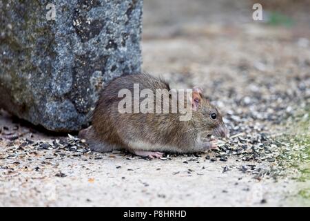 Brown rat (Rattus norvegicus) also known as a Common rat, eating dropped birdseed, East Sussex, UK Stock Photo